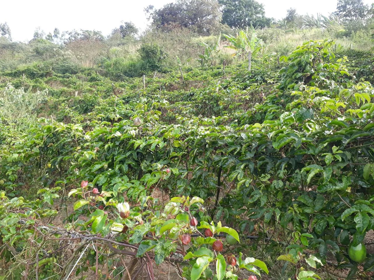 Chácara em Aratuba - Foto 3