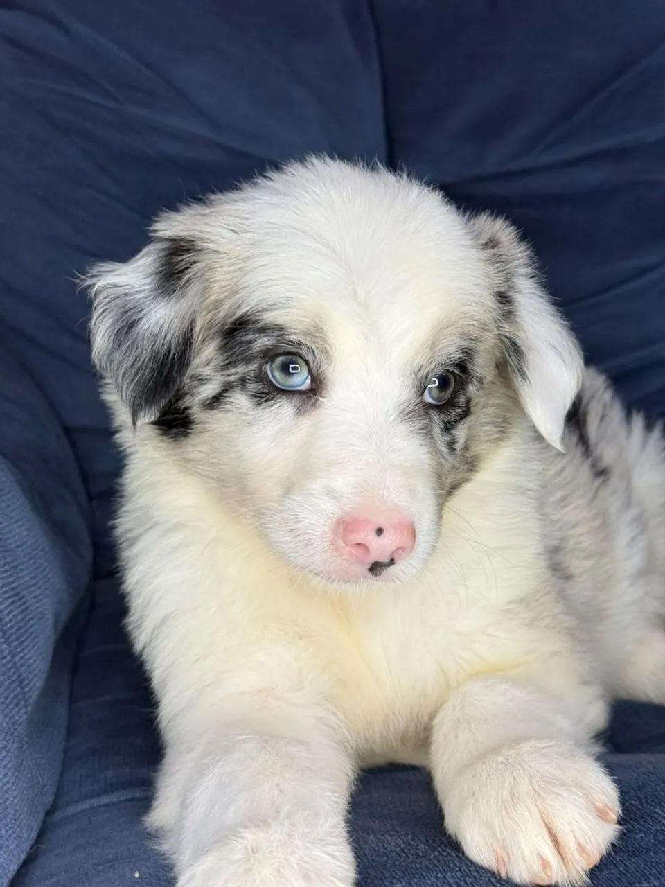 Border Collie  - Foto 3