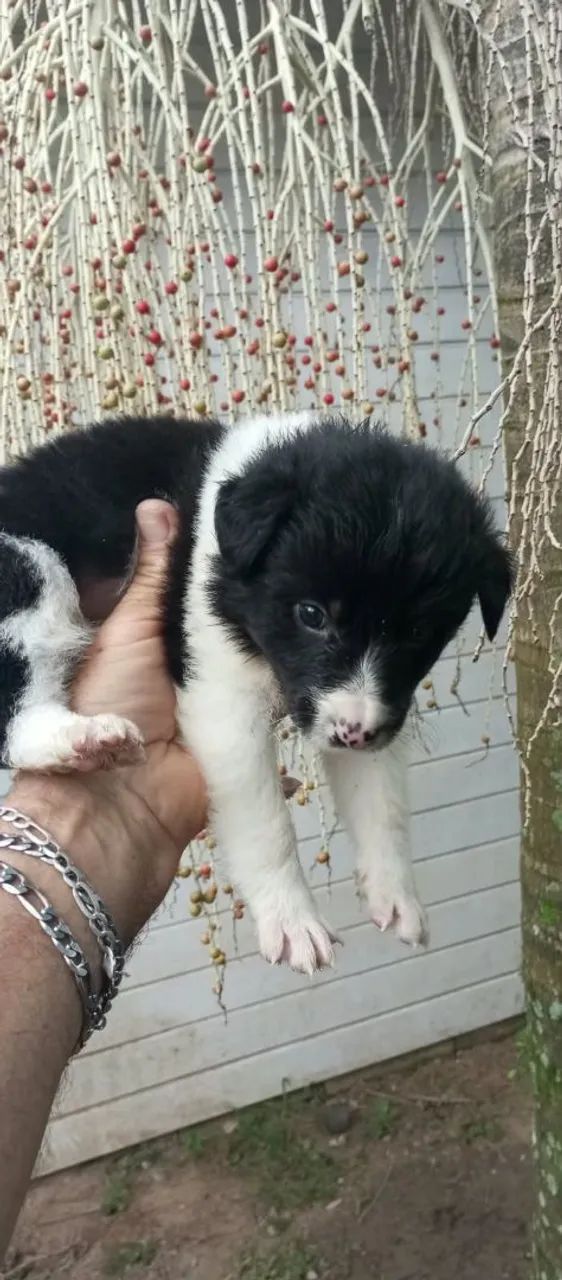 Cachorro Boder Collier filhote  - Foto 3