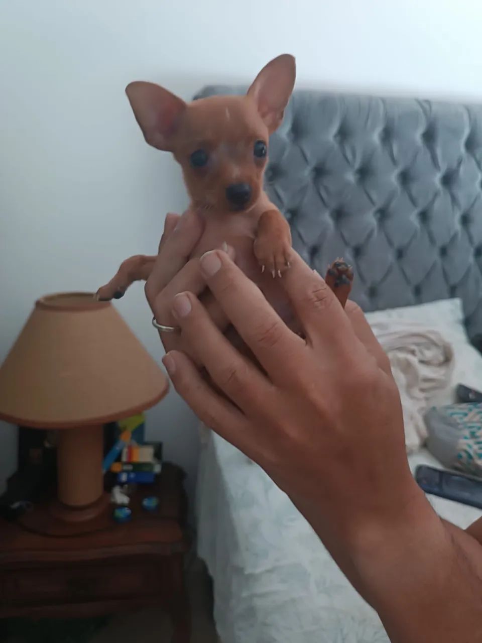 Pinscher fêmea zero - Foto 2