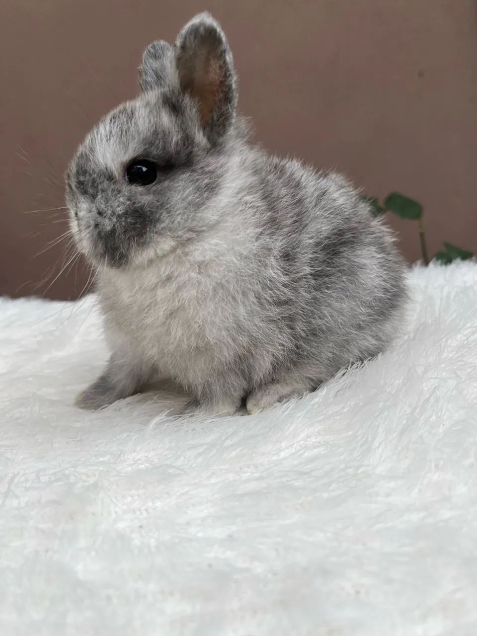 Mini coelho  - Foto 4