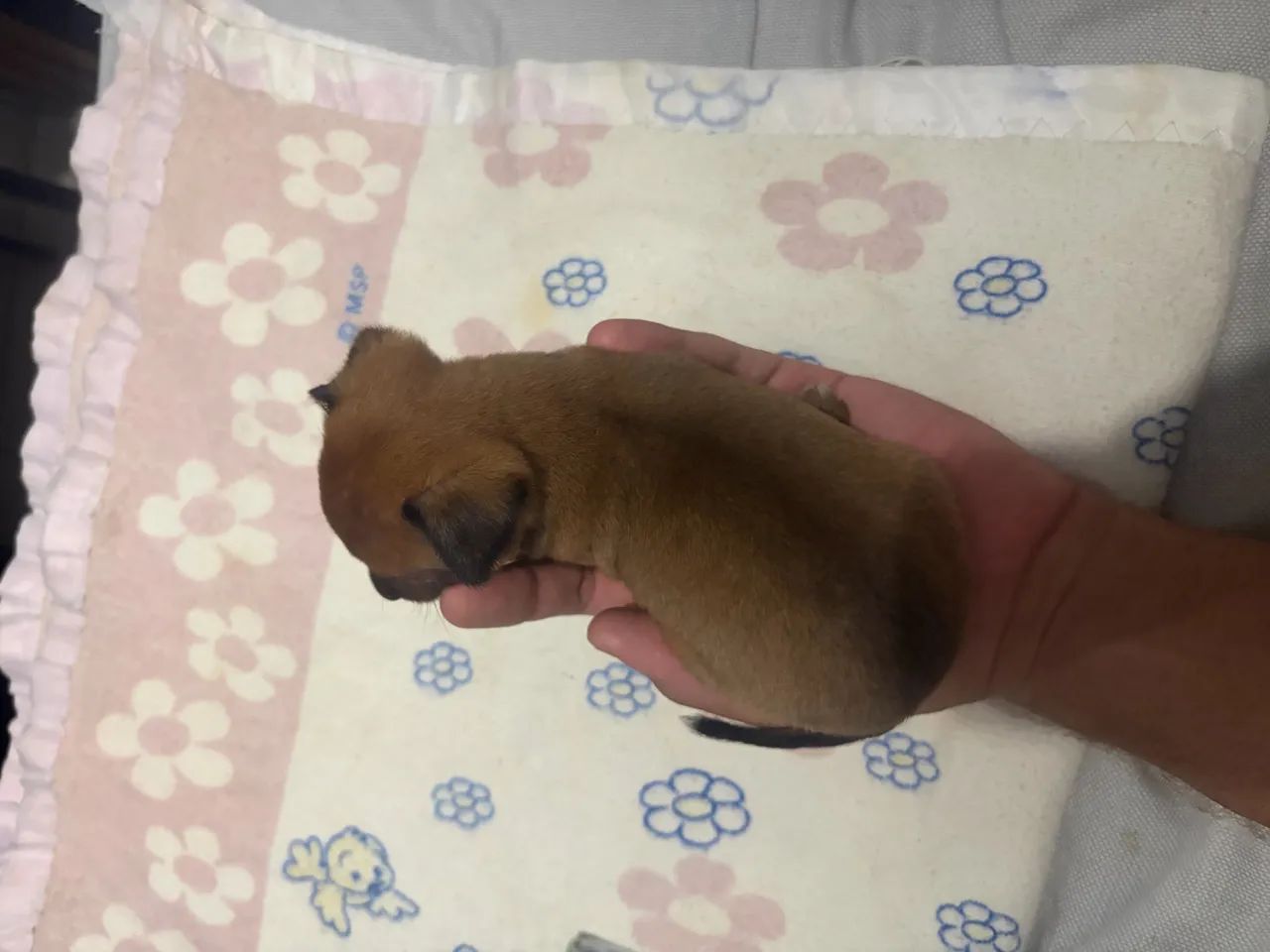 Pinscher macho