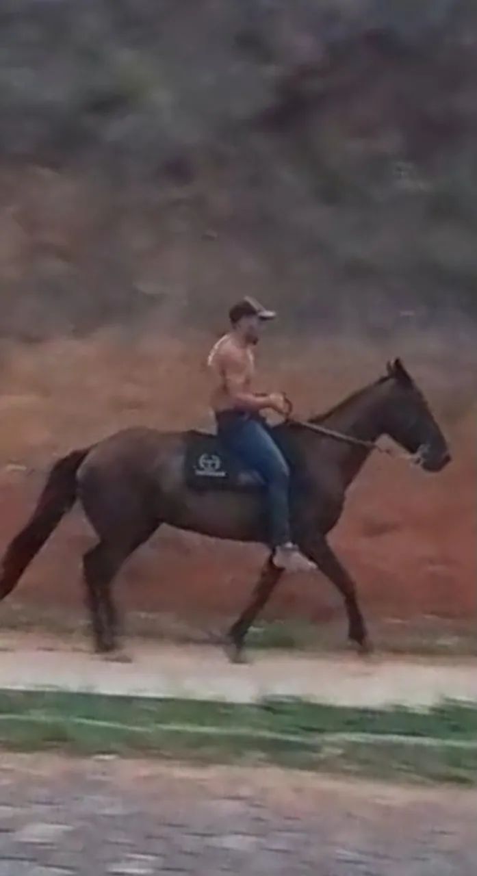 Cavalo mangalarga marcha picada 