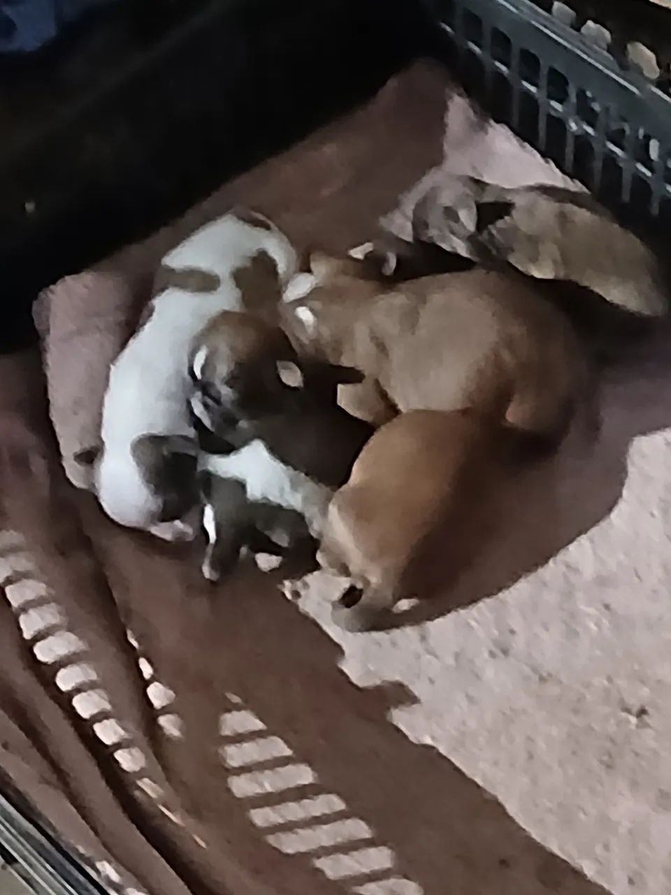 Filhotes de mini Chitzu  - Foto 3