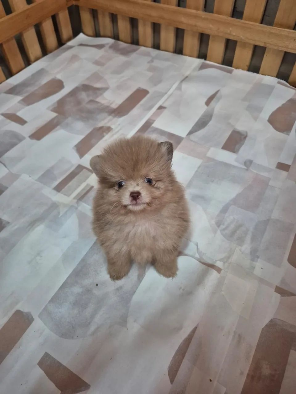 Filhotes de Lulu