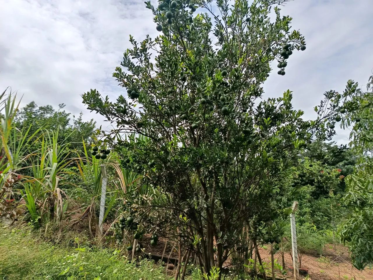 Chácara 3.000 M2, Casa, Rio Sozinha, Fazenda Bonsucesso, Formada, Senador Canedo - Foto 5