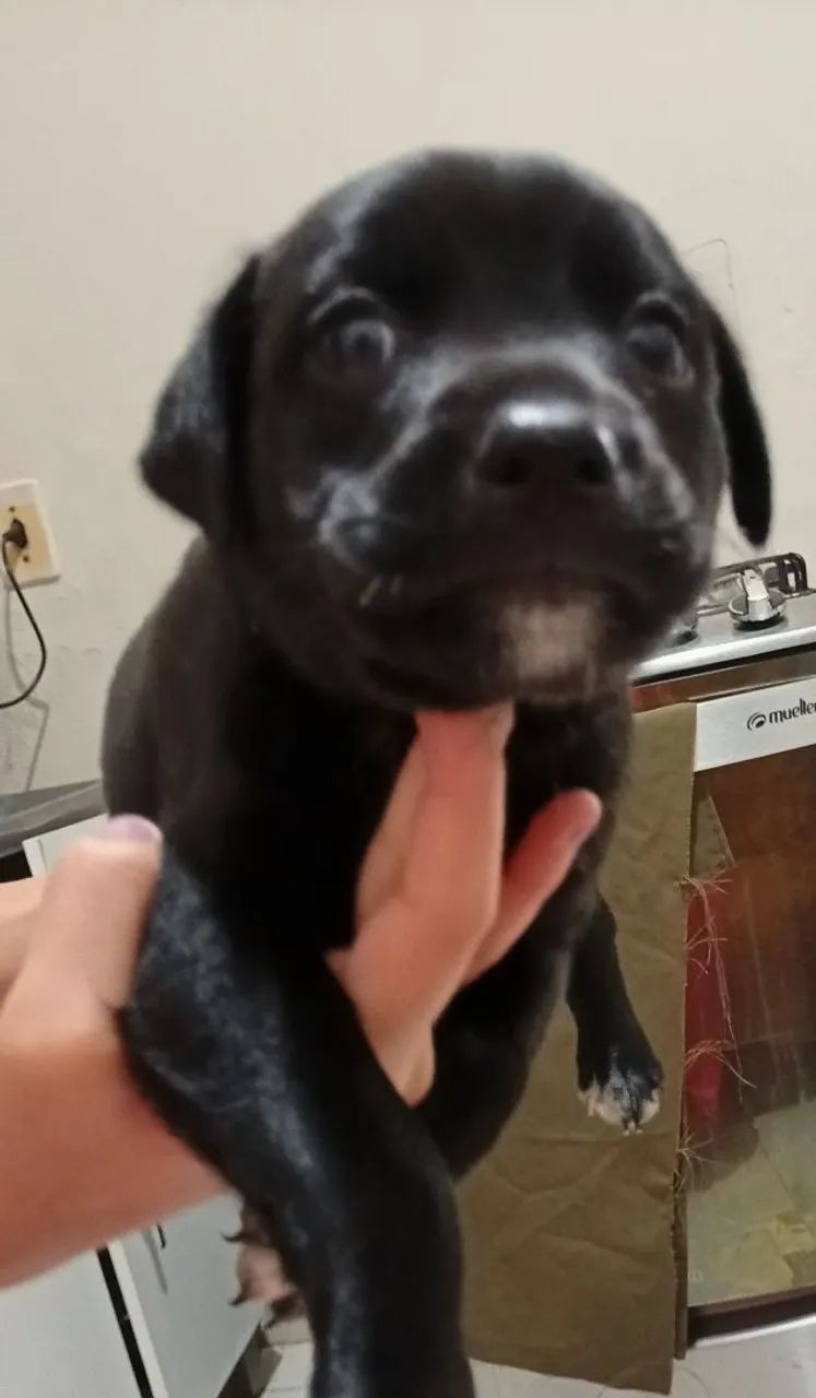 Doação de cachorrinhos  - Foto 3