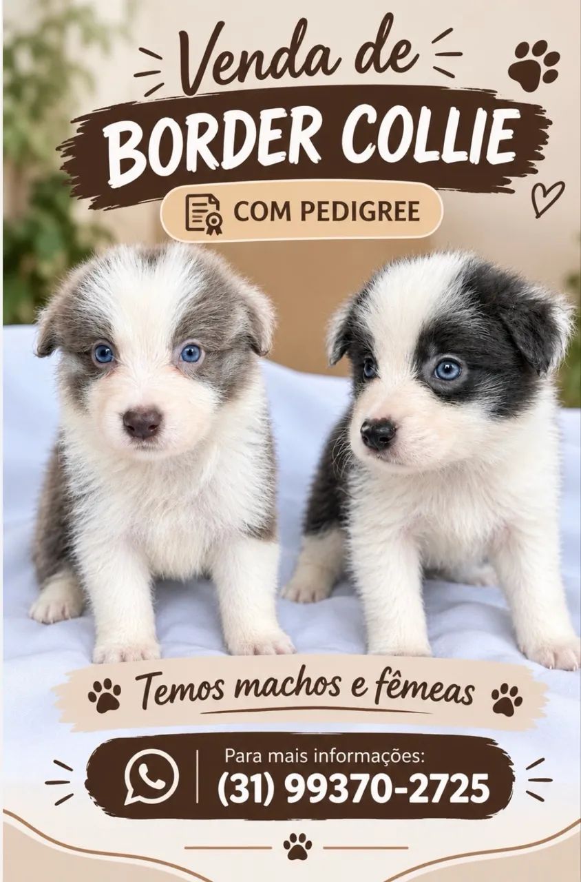 Vendo filhotes boder collie 