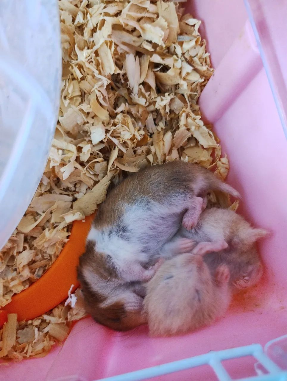 Hamster
