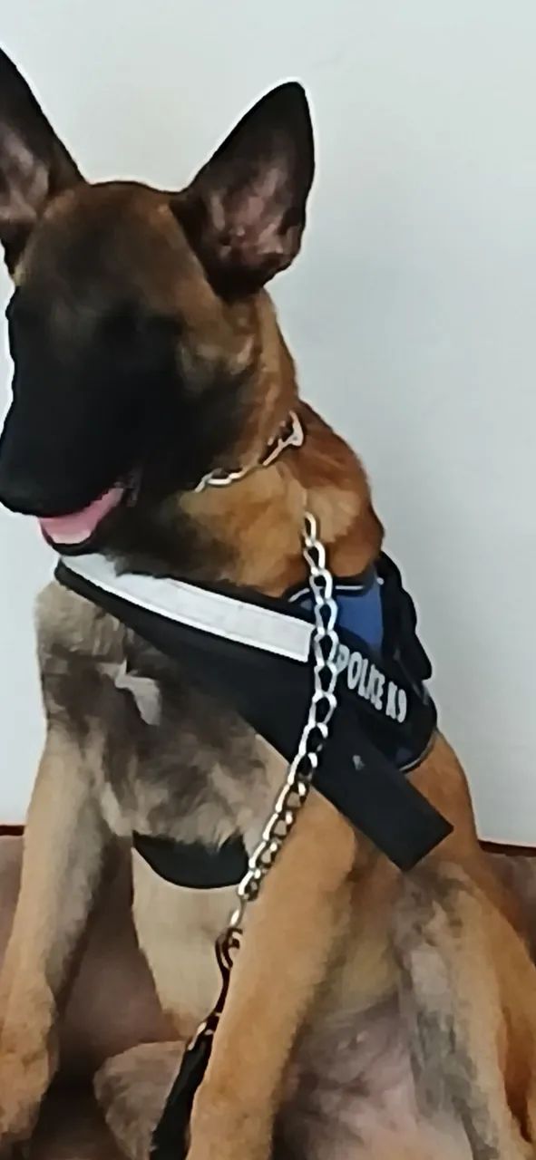 Adestrador de cães  - Foto 5