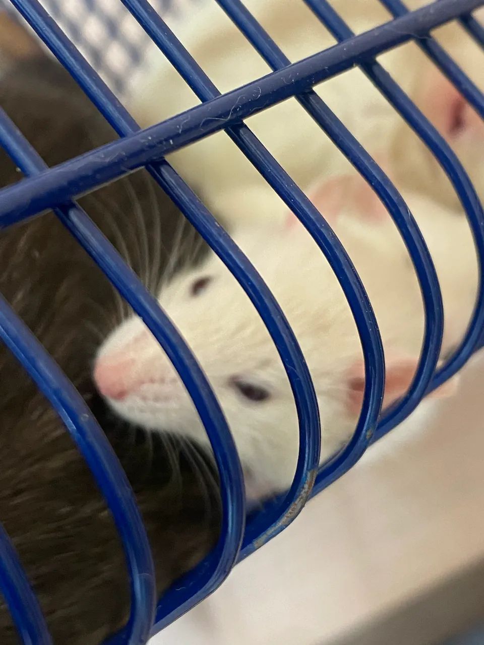 Doação twister mercol - Foto 3