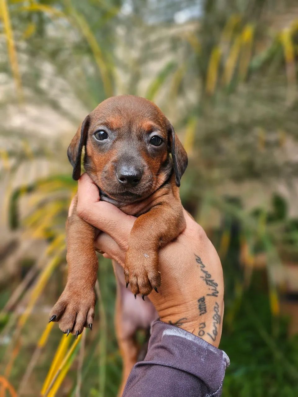 Dachshound fêmeas e machos  - Foto 3