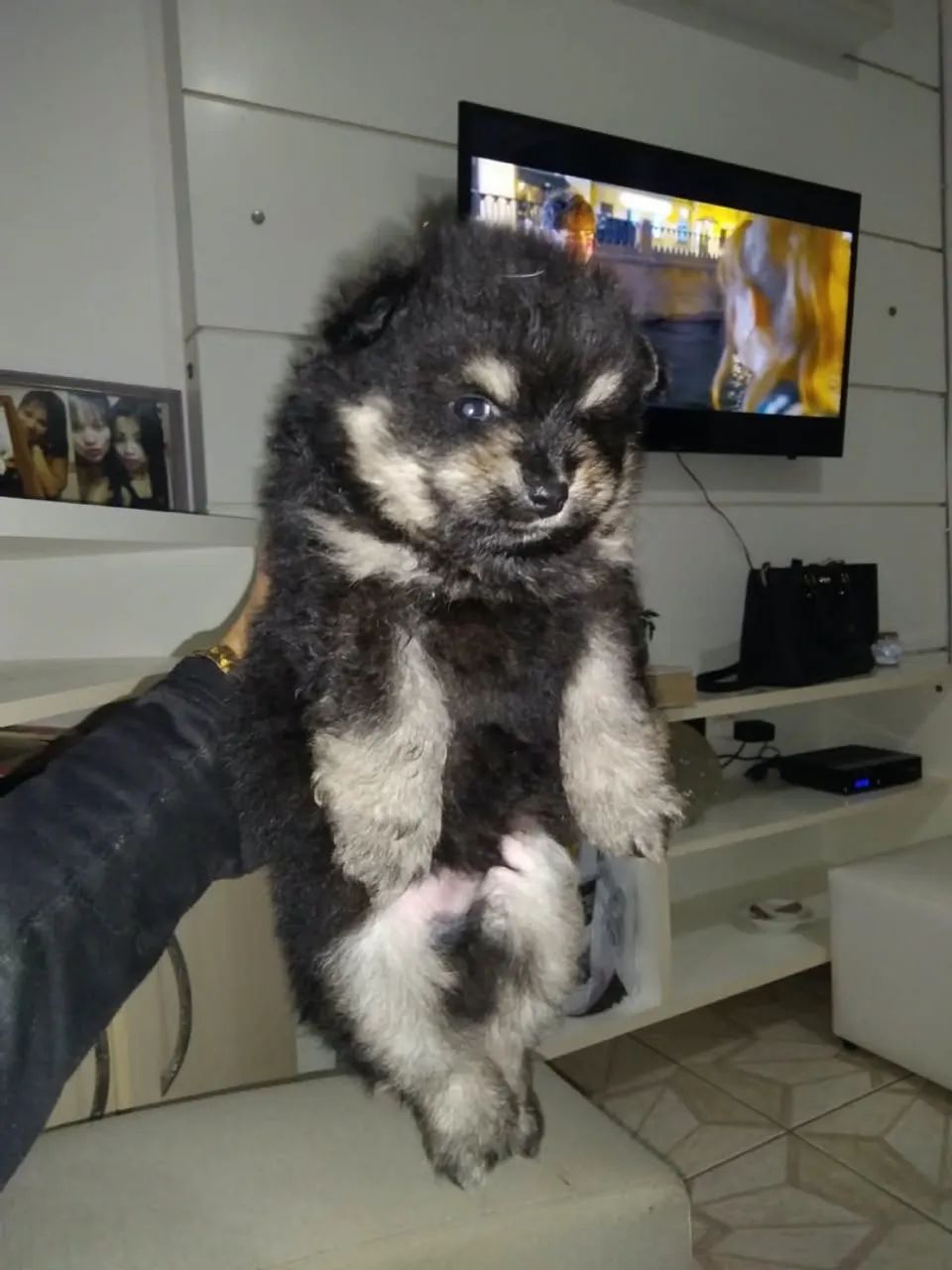Filhotes - Foto 3