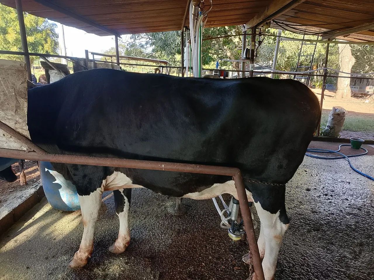 Vaca de leite 