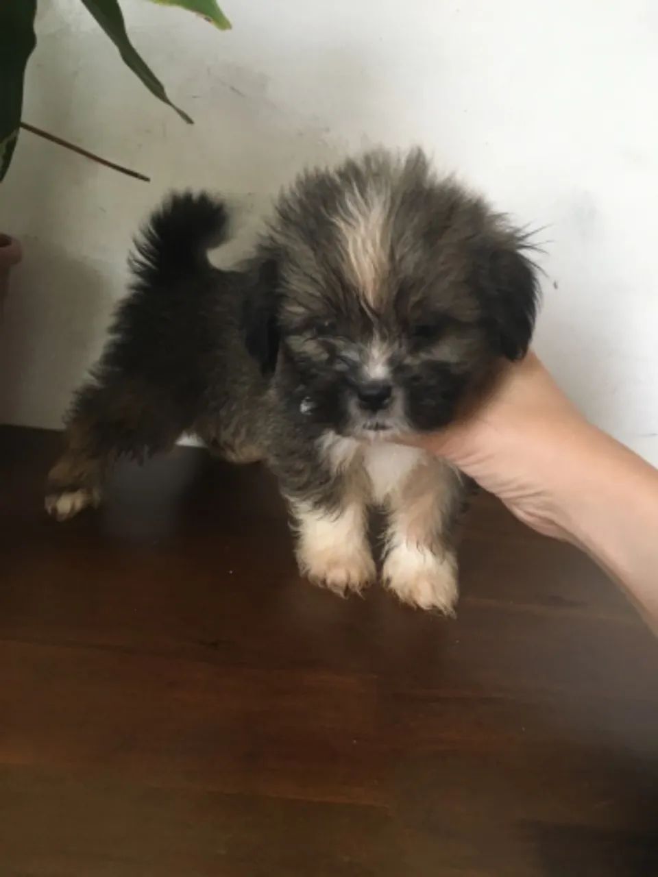 Filhotes Lhasa Apso - Foto 6