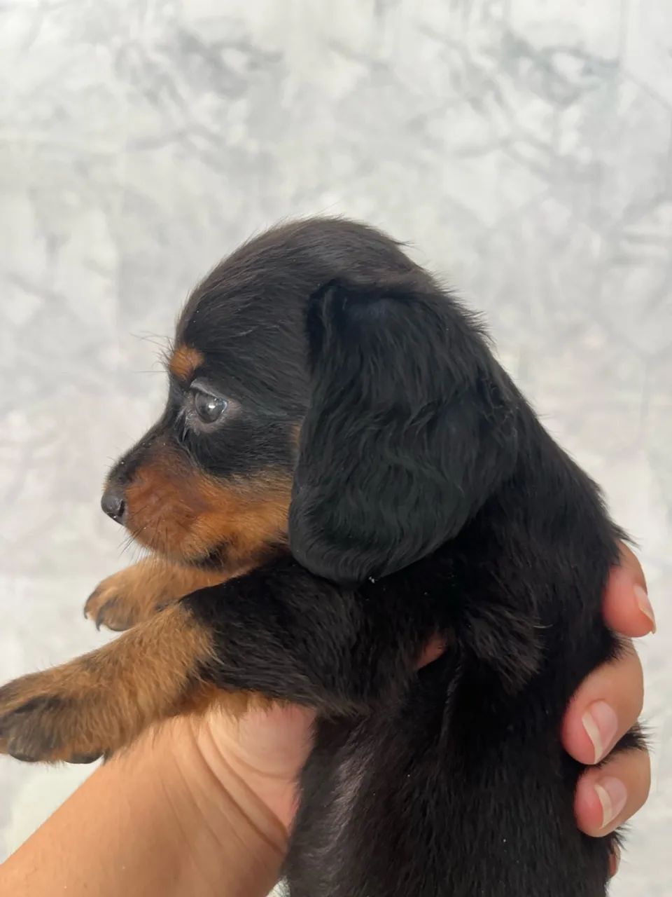 Dachshund pelo longo  - Foto 4