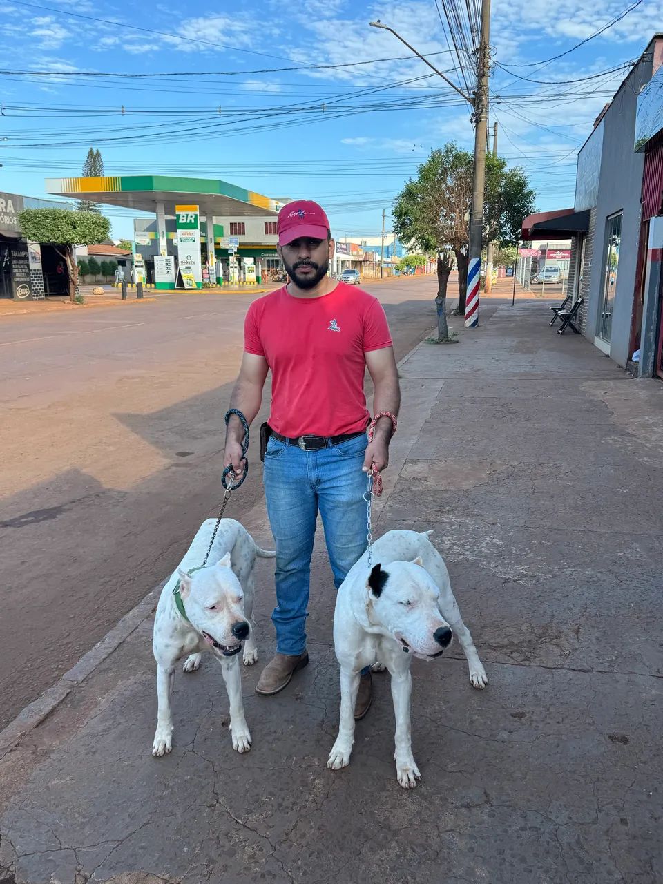 Animais  cachorro  - Foto 3