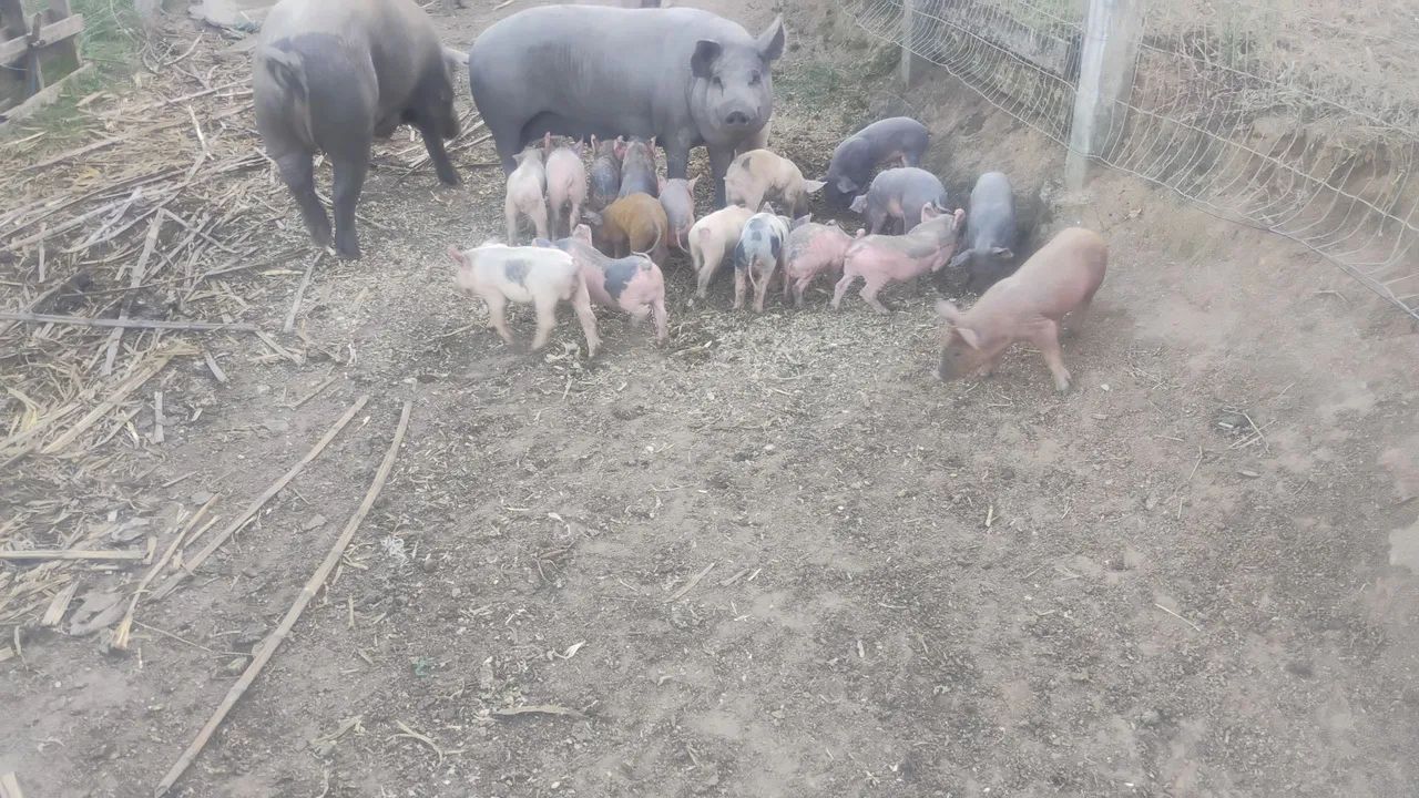 Vendo lindas leitoas caipira 