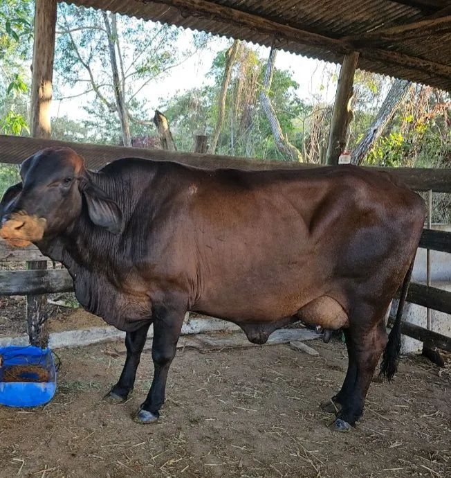 Vendo vacas ? 