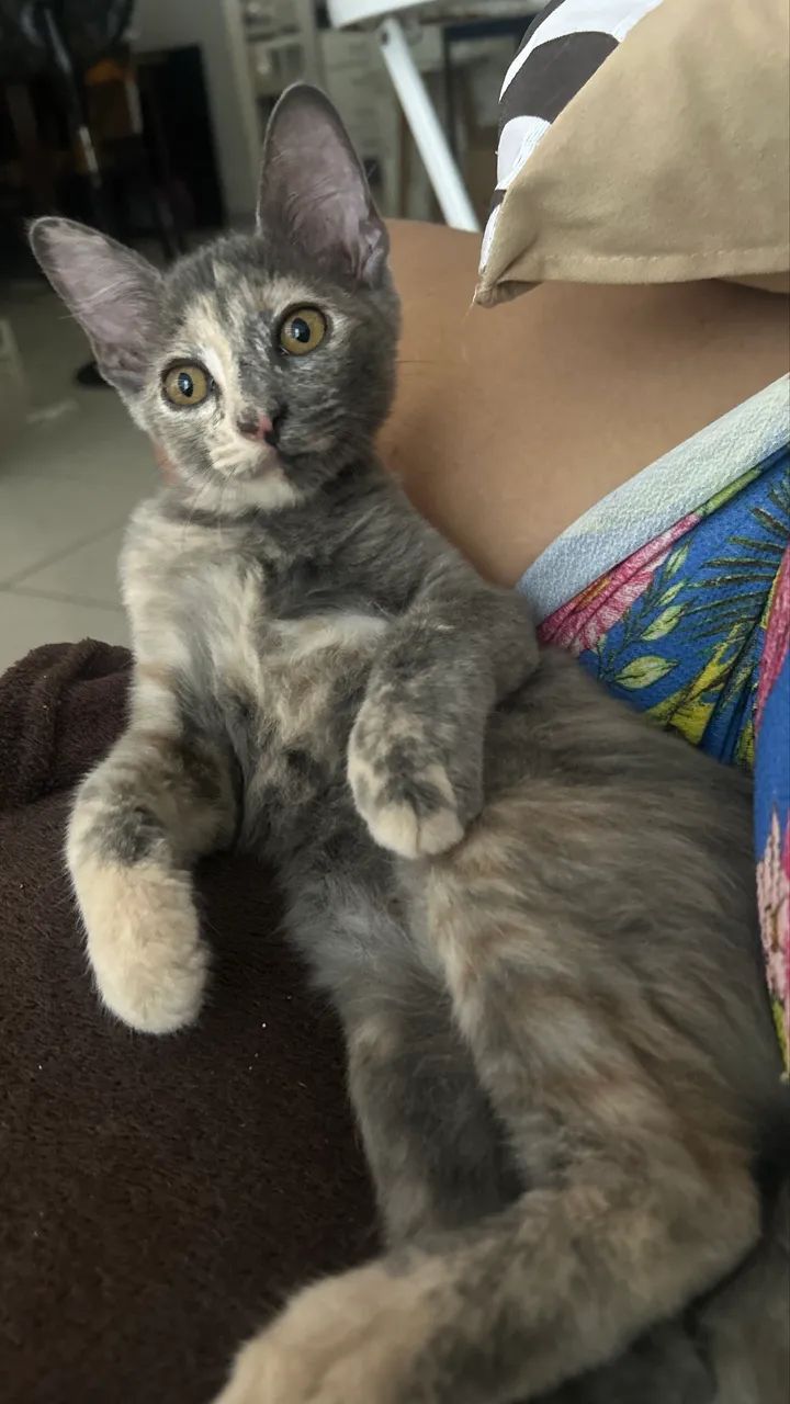 Dupla linda de gatinhos - Foto 3