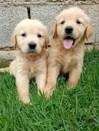 doação de Golden Retriver