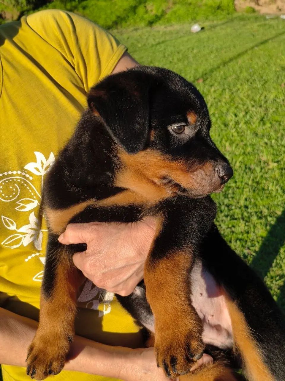 Rottweiler  - Foto 3
