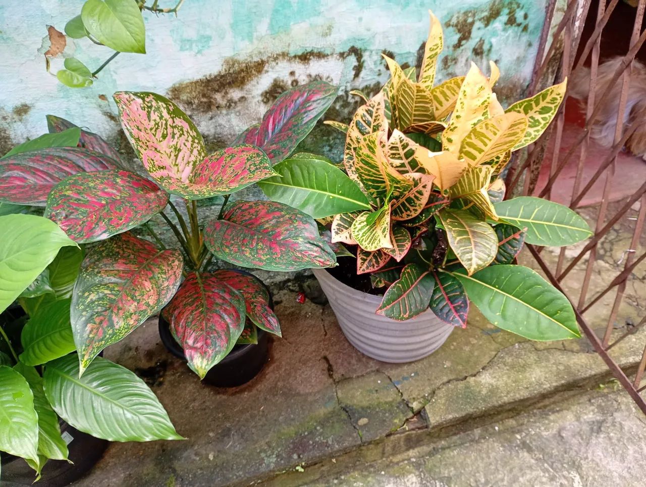 Plantas variadas - Foto 5