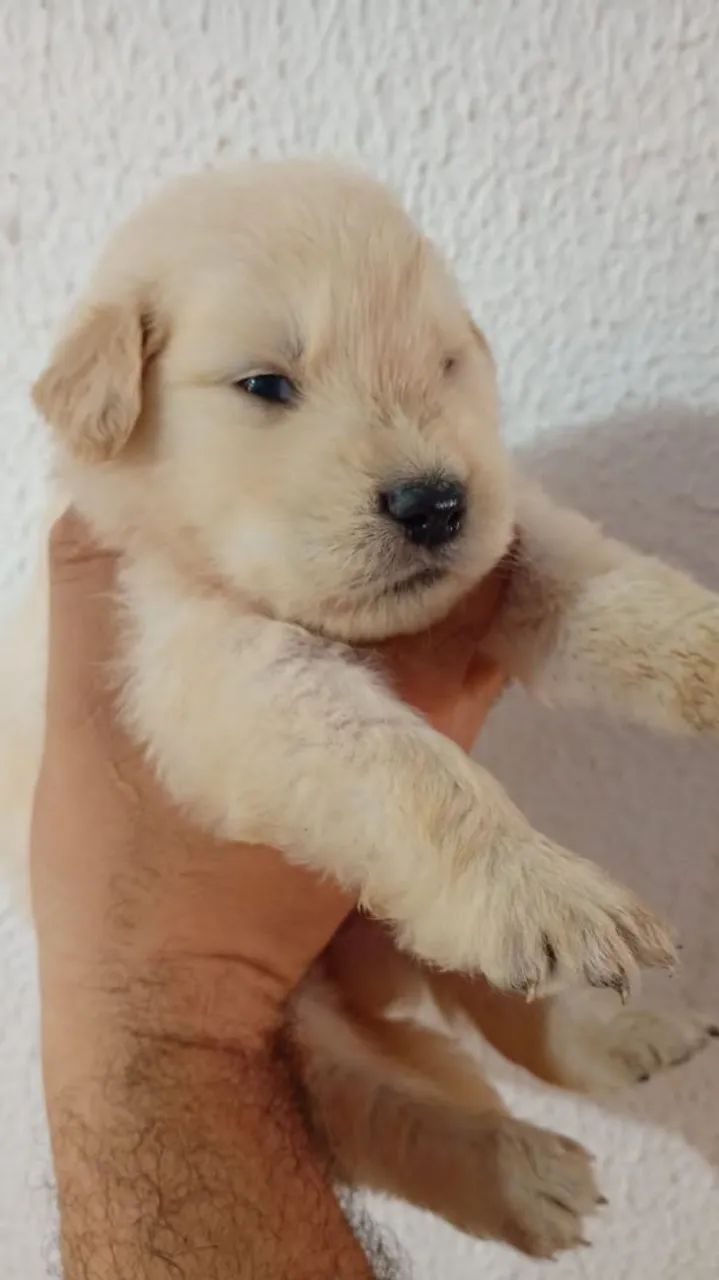 Golden - Foto 2