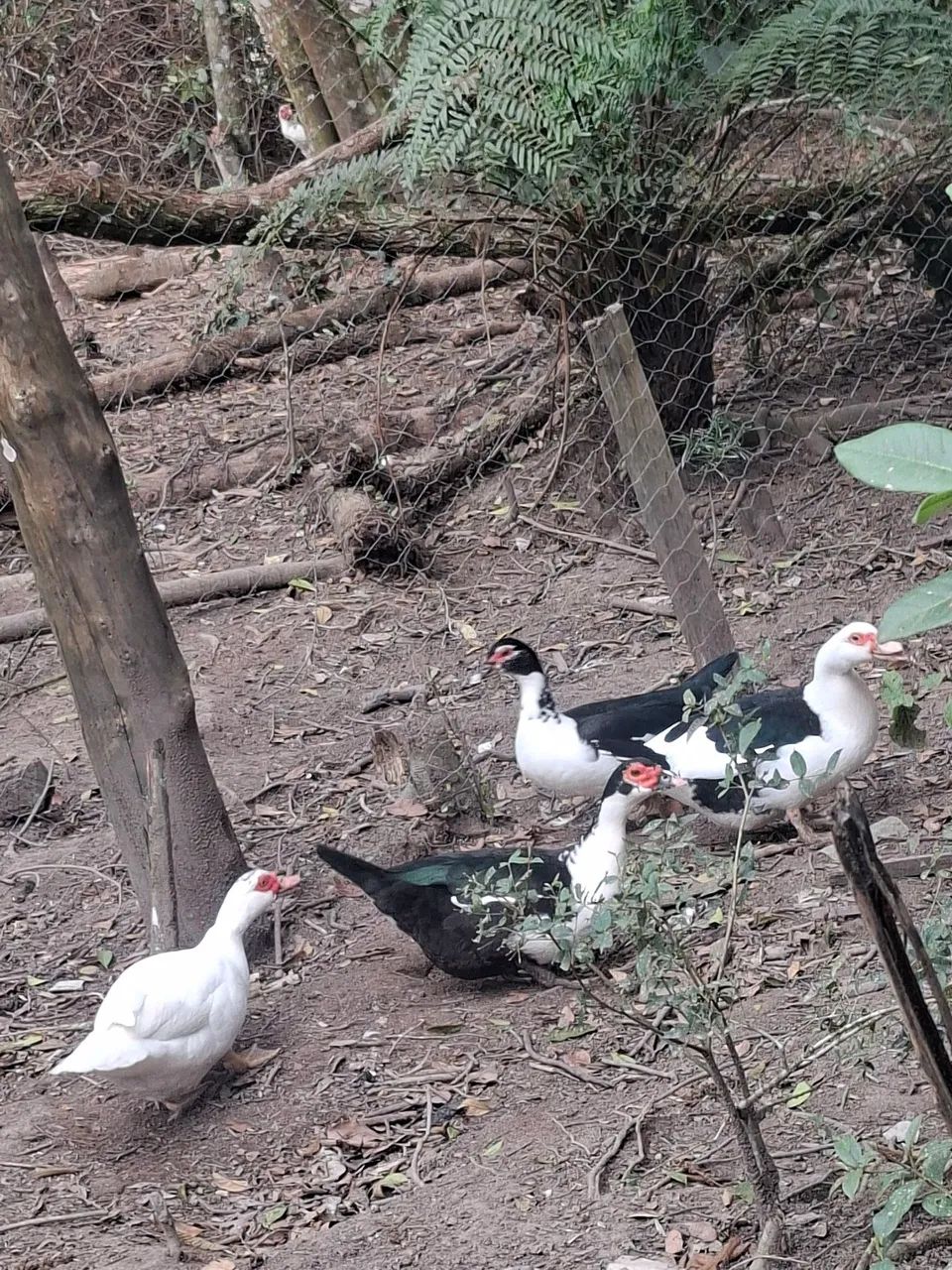 Patas - Foto 4