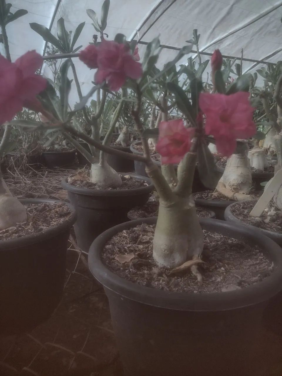Rosas do deserto - Foto 4
