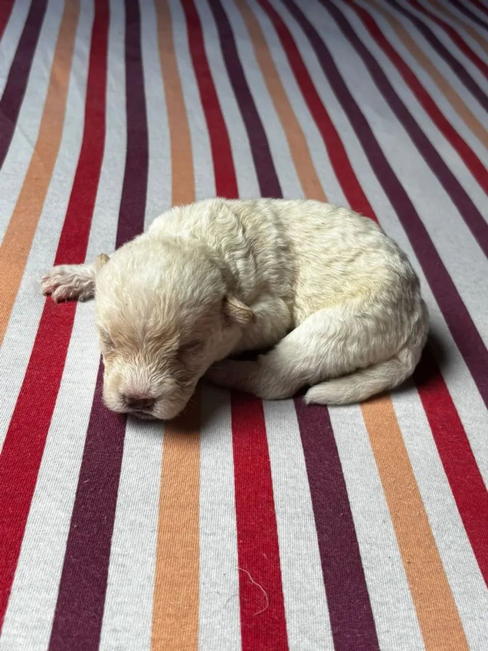 Cão filhote  - Foto 4
