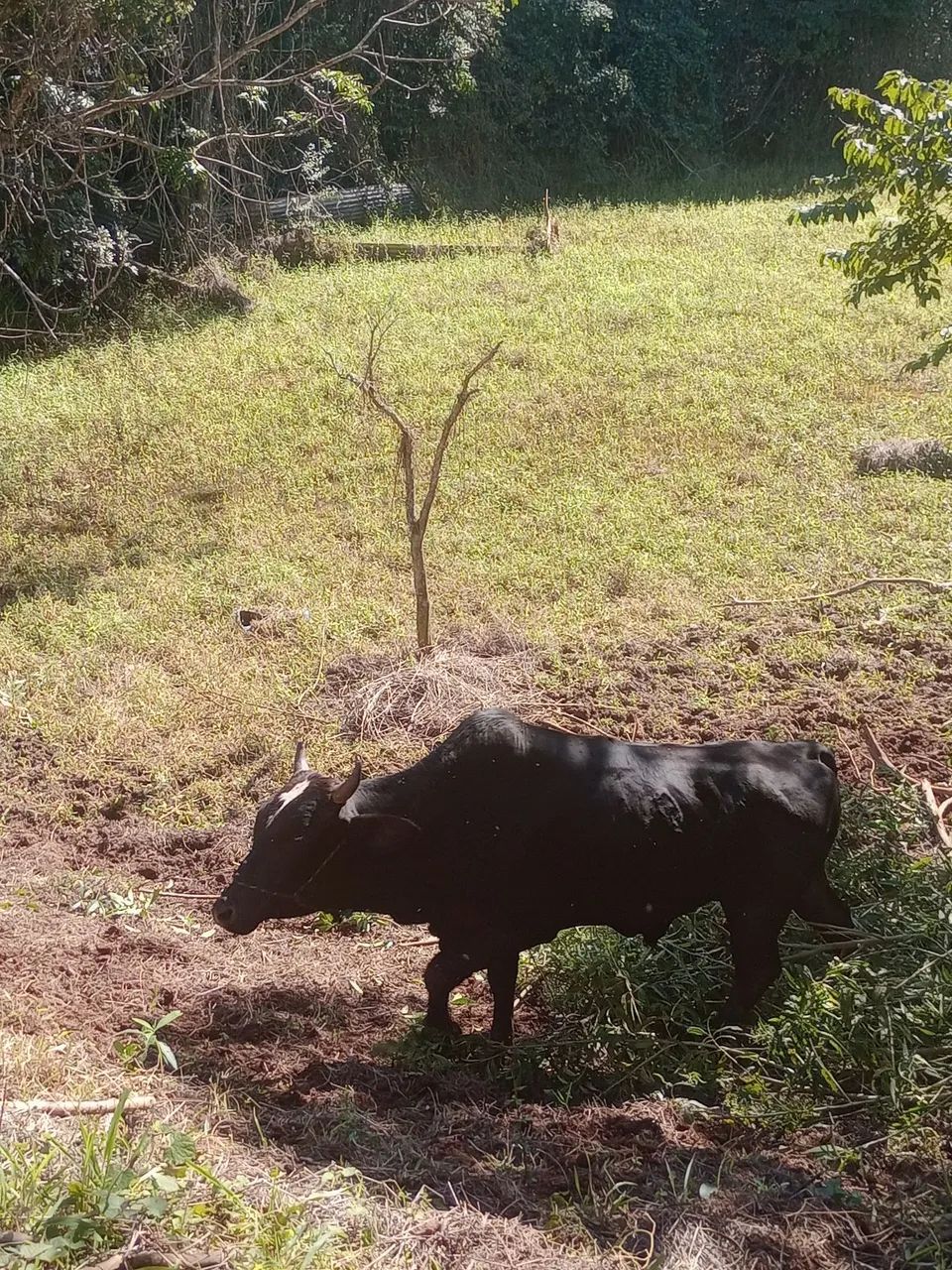 Touro novo  - Foto 2