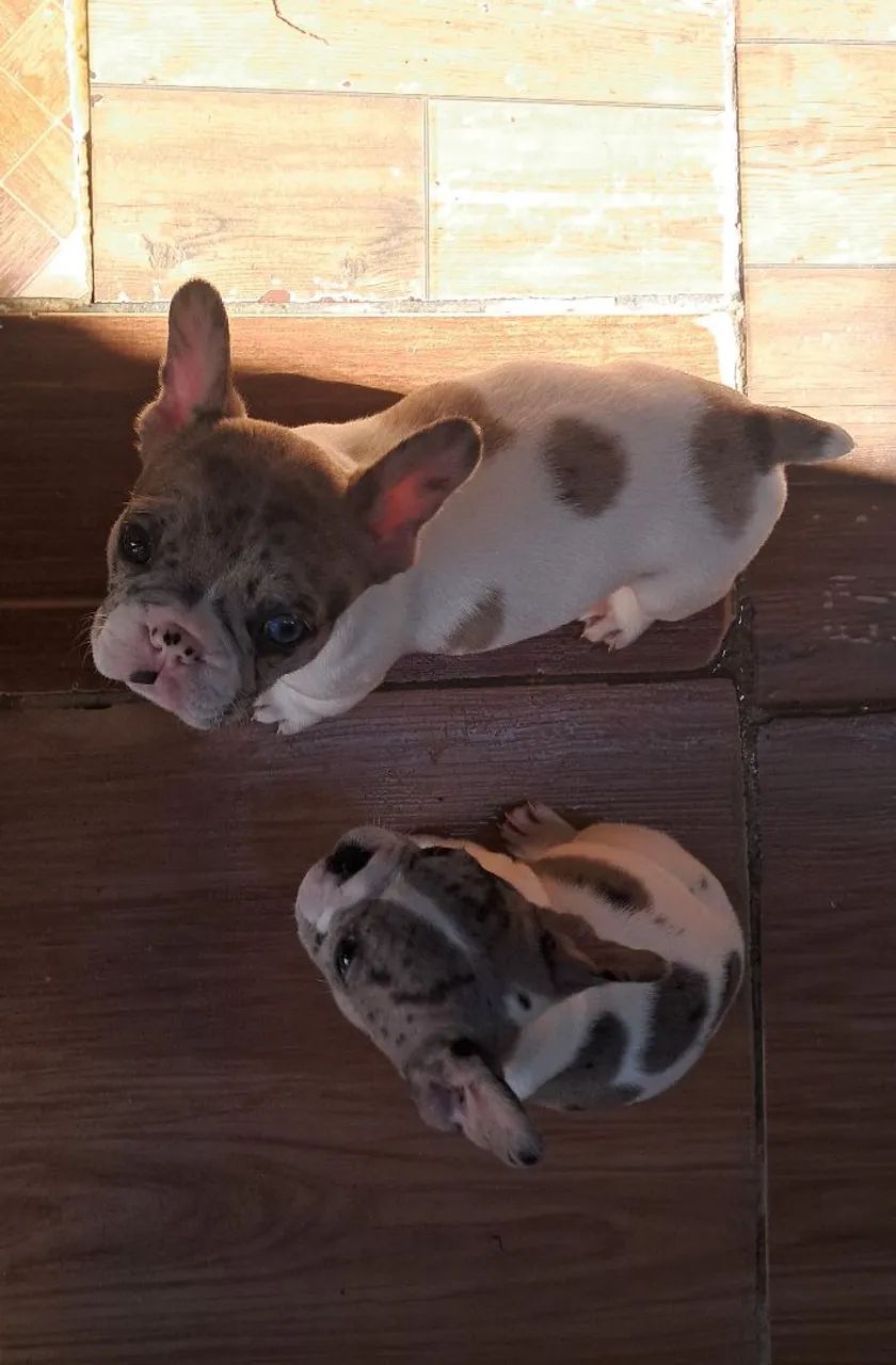 Cães  - Foto 2