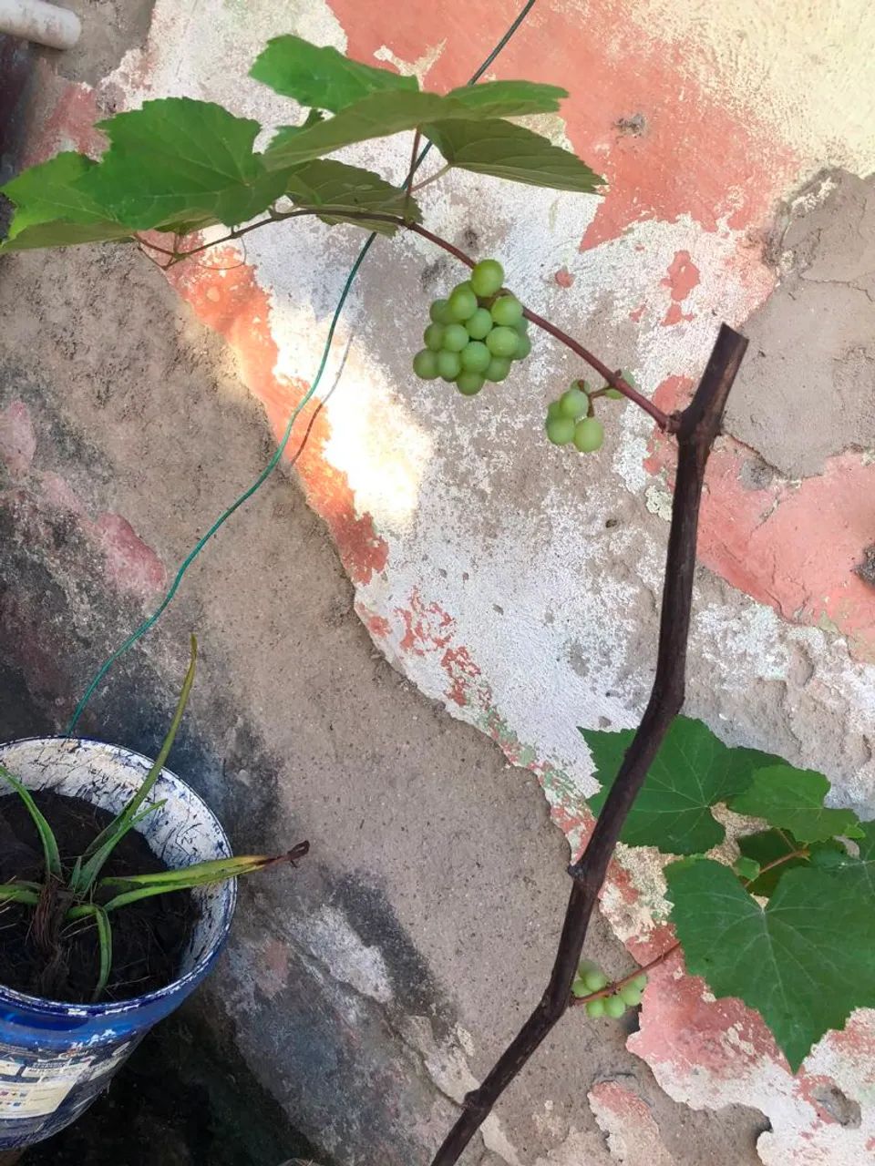 Mudas de uvas vitória em produção cel. *30... - Foto 2