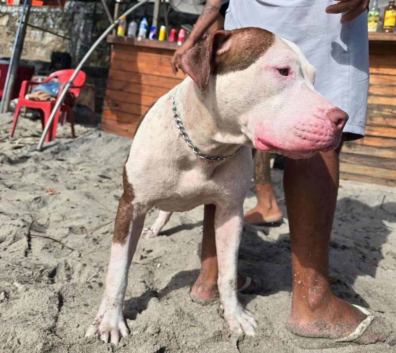 Pit Bull
