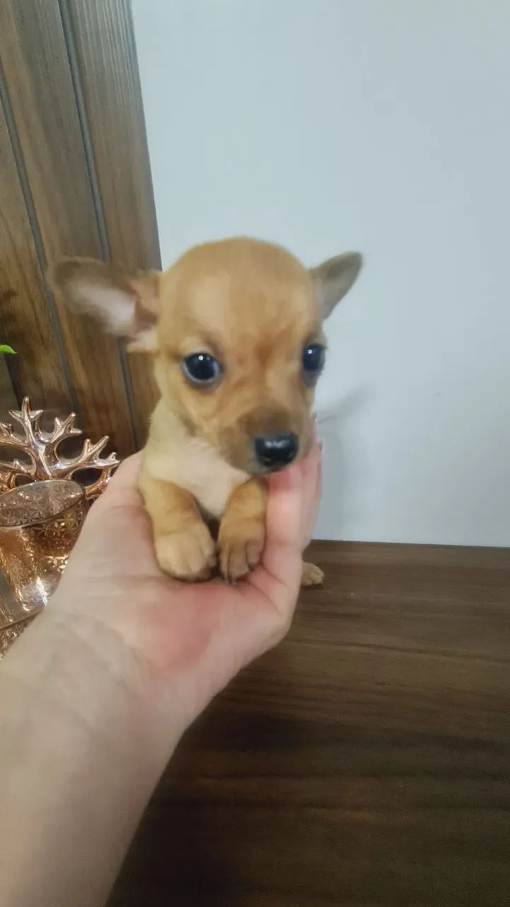 Pinscher 
