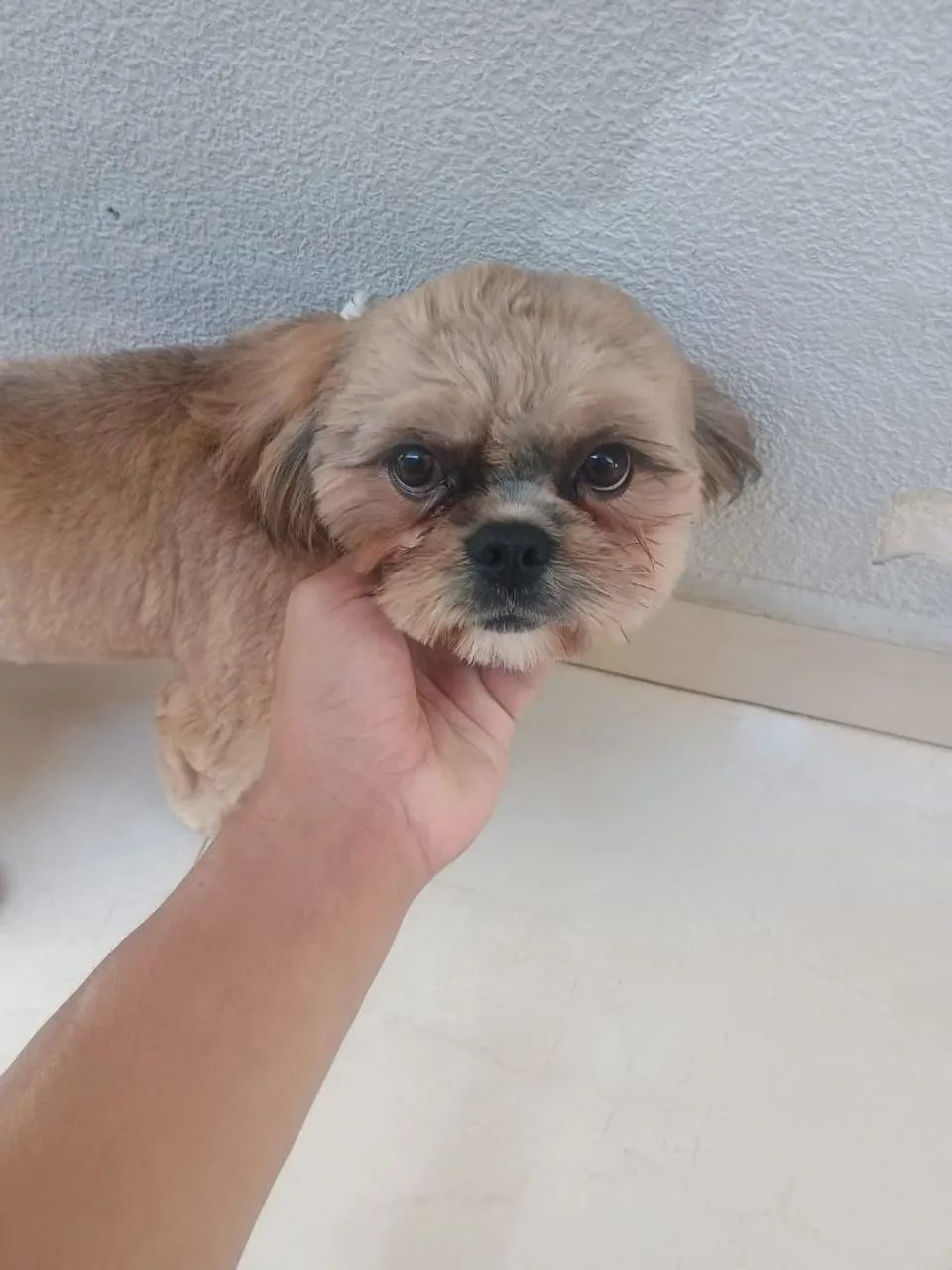 Cachorro 