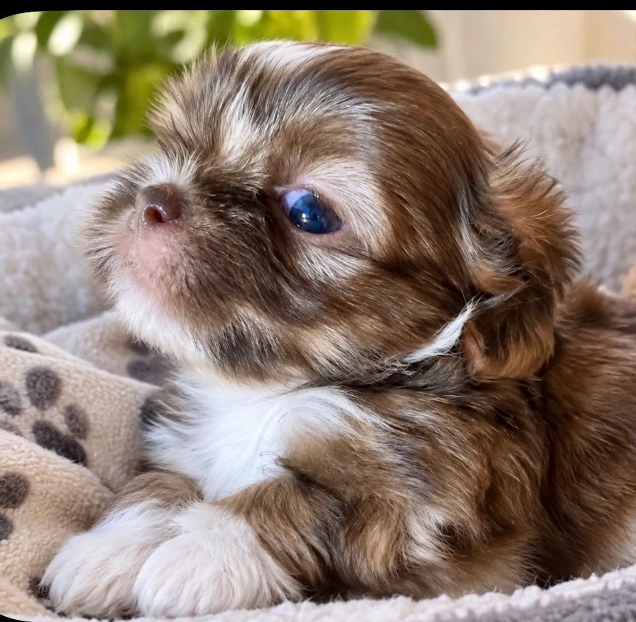 Shih Tzu - Foto 2