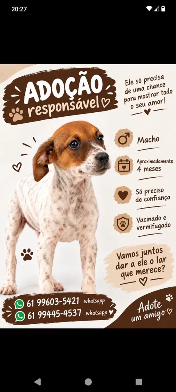Cachorro macho filhote