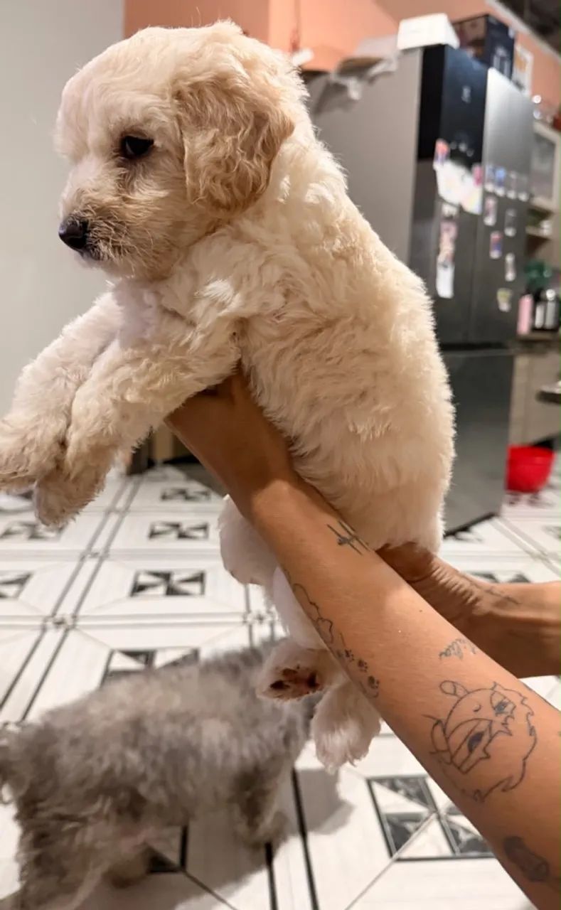 Poodle macho  - Foto 2