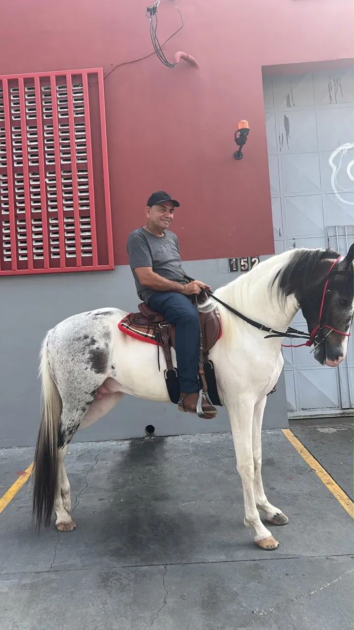 Cavalo  - Foto 2