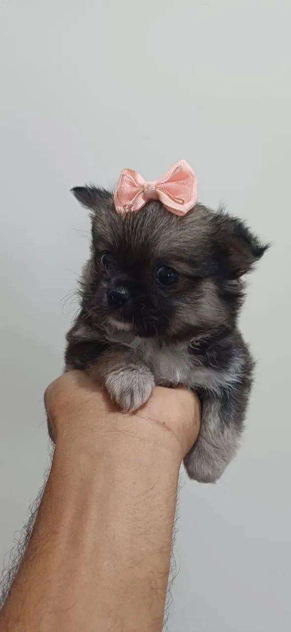 Chihuahua   - Foto 3