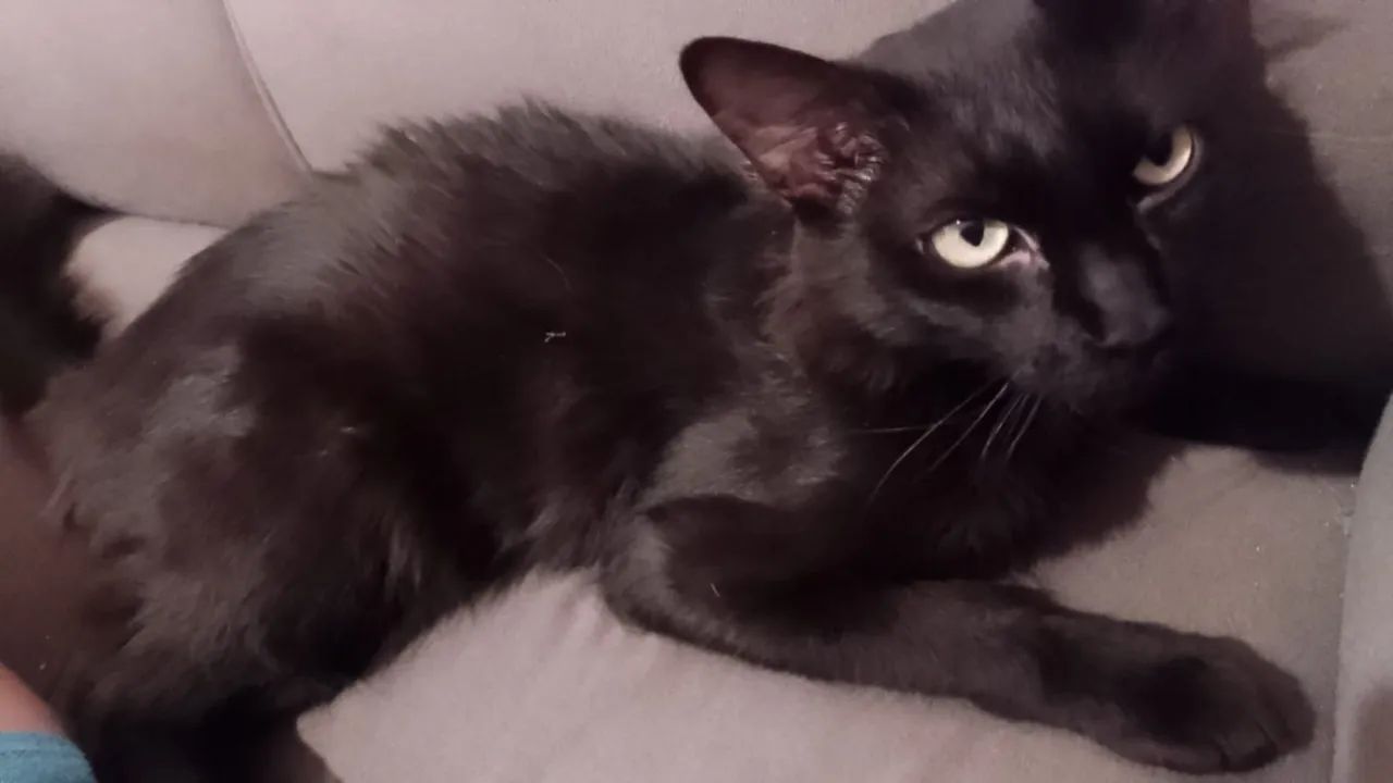 Gatinhos para adoção - Foto 3