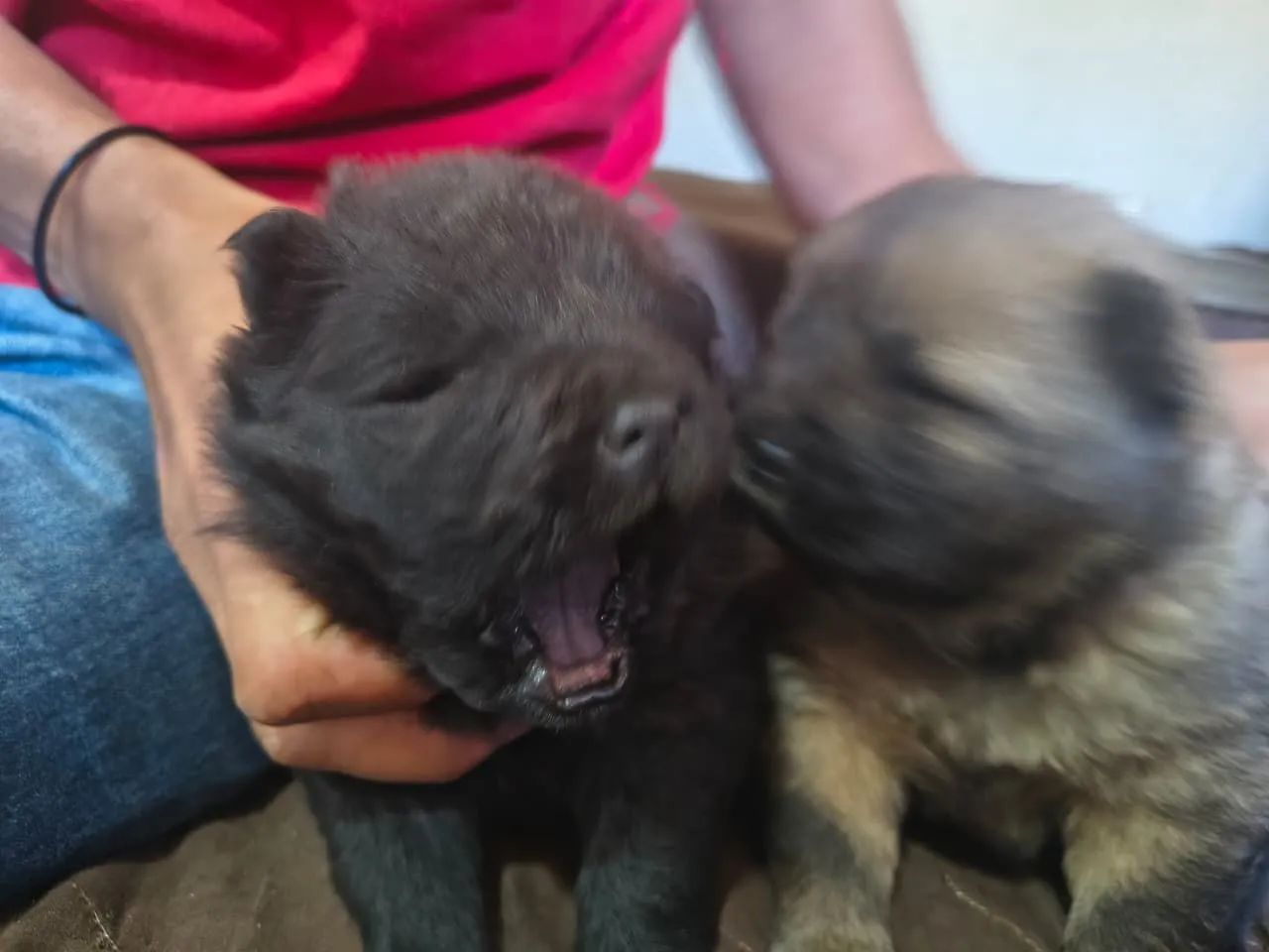 Chow chow - Foto 5