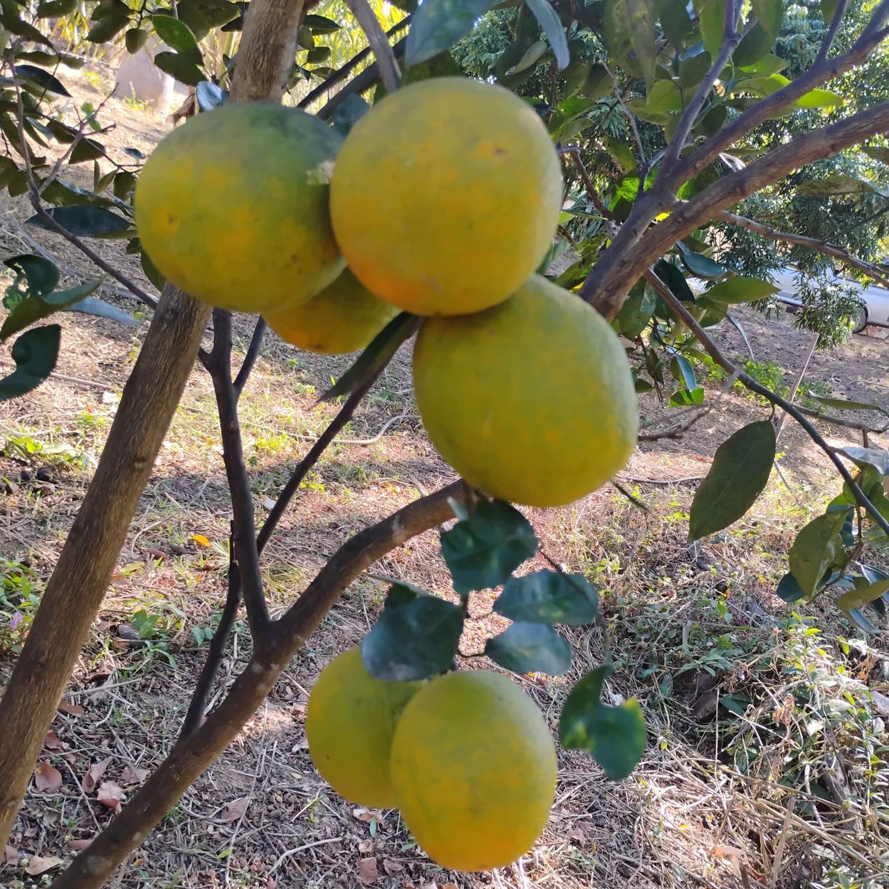 Vende-se Mudas frutíferas  - Foto 3