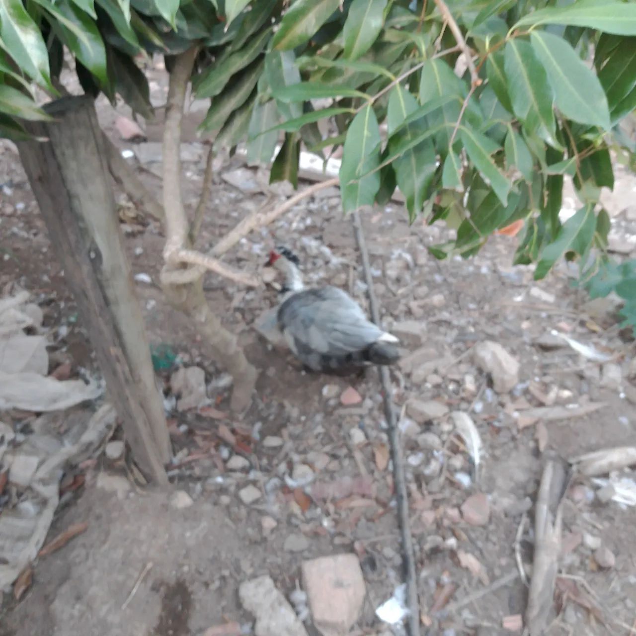 Patos - Foto 3