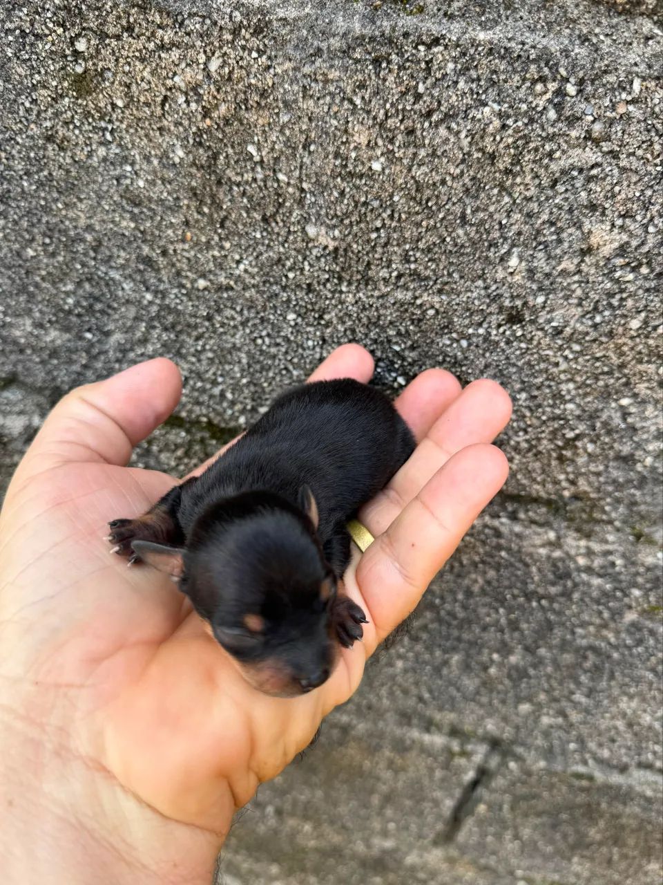 Filhote Pinscher micro 