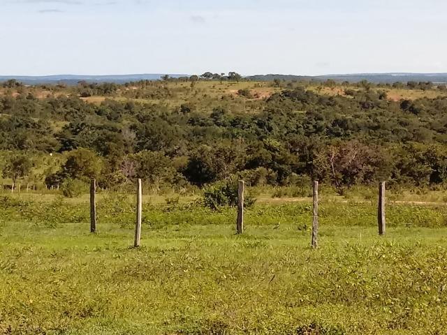 1586 Hectares, Municipio de Camapuã MS - Foto 10