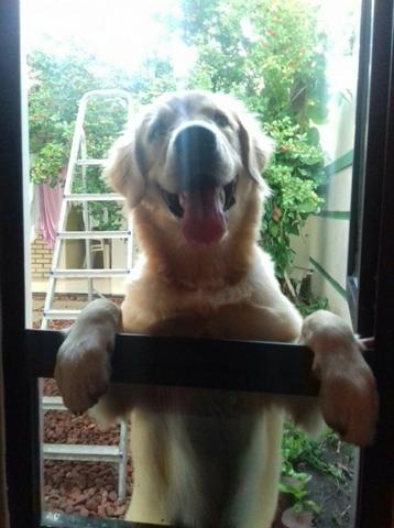 Golden Retriever - Foto 5