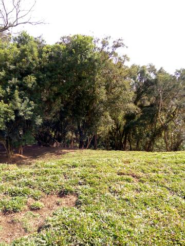 Chácara em São José dos Pinhais - Foto 12